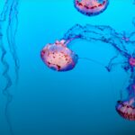 Illustrácia črevného mikrobiómu ovplyvňujúceho mozog a psychiku.